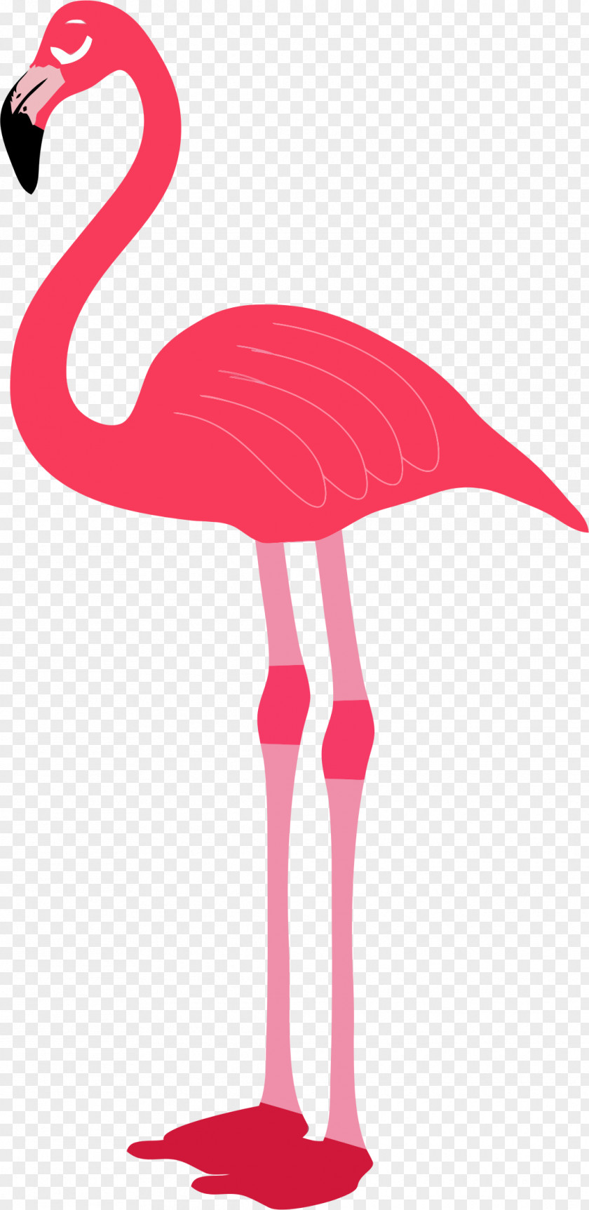 Flamingo Flamingos Download Computer File PNG