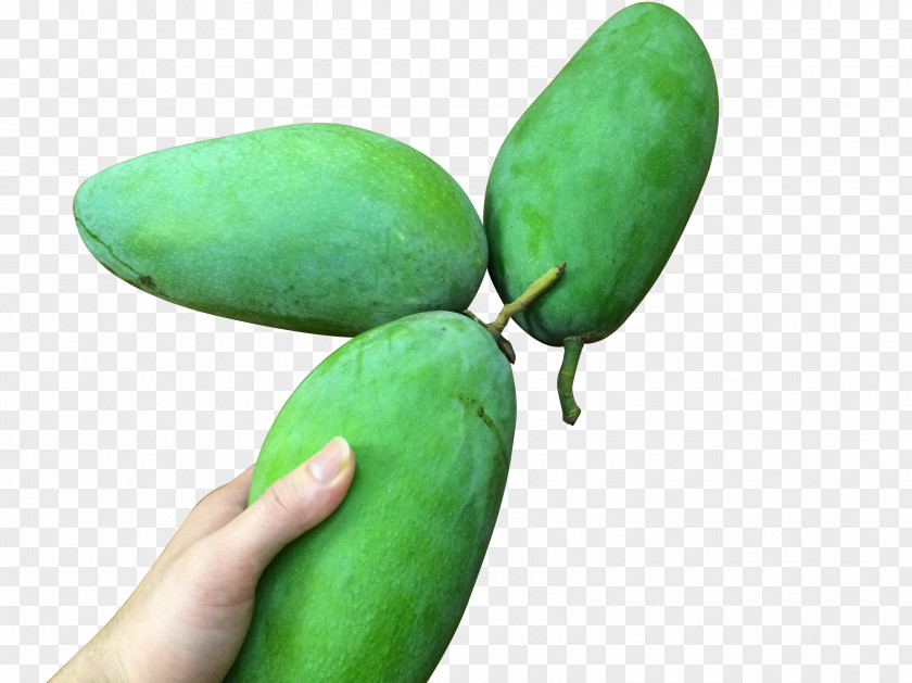 Green Mango Download Designer Cyan PNG