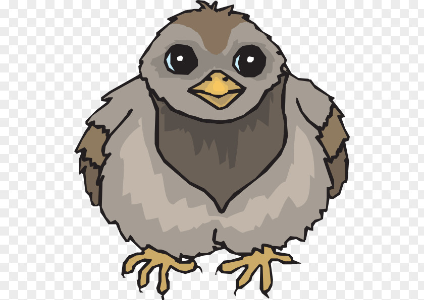 Pigeon Bird Owl Columbidae Clip Art PNG