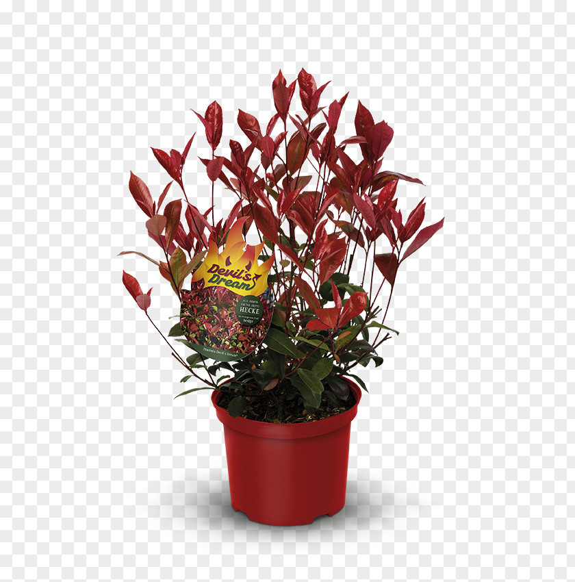 Plants Red Tip Photinia Hedge Flower Houseplant PNG