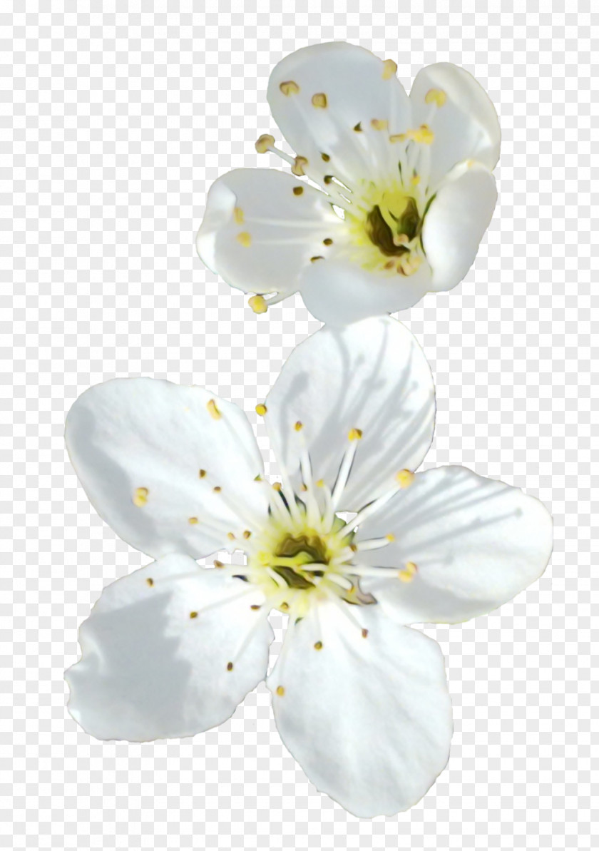 Rosa Rubiginosa Wildflower Black And White Flower PNG