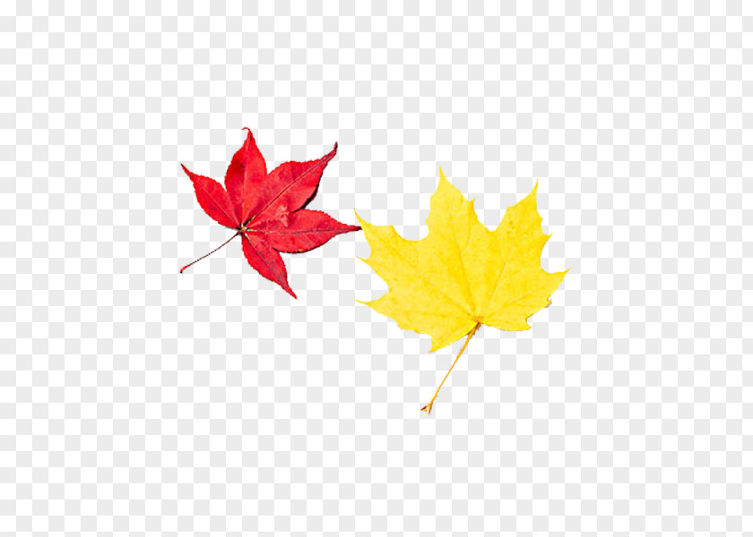 Autumn Leaves Leaf Deciduous PNG