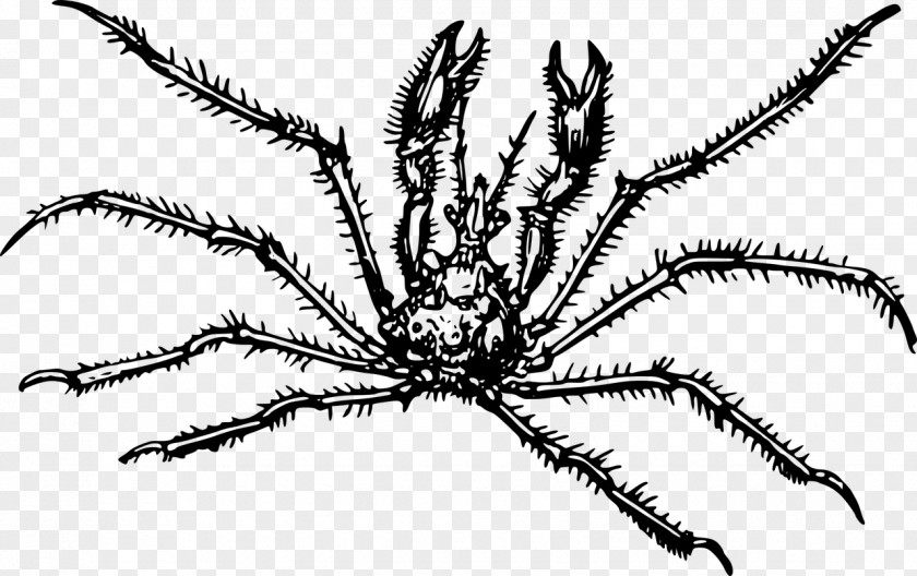 Crab Spider Araignée De Mer Clip Art PNG
