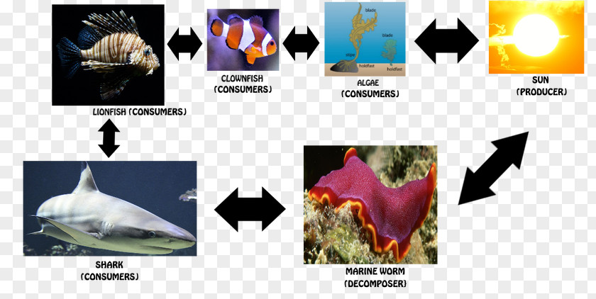 Great Barrier Reef Food Chains And Webs Web Clownfish PNG