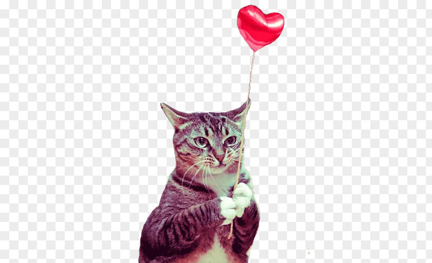 Kitten Munchkin Cat Valentine's Day Pet Birthday PNG