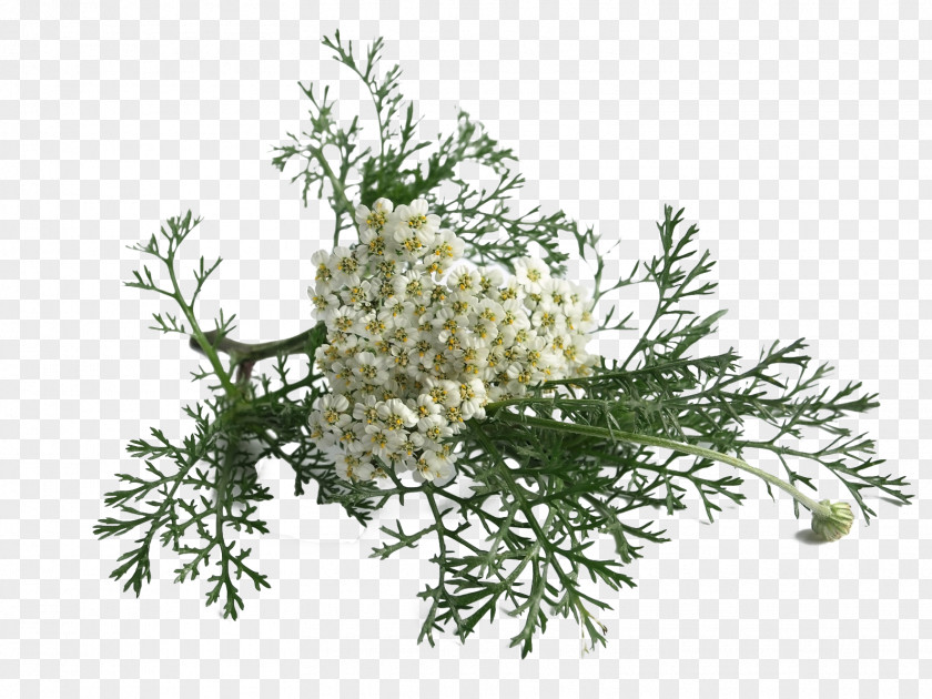 Achillea Silhouette Yarrow Atrial Fibrillation Medicine Medicinal Plants Therapy PNG