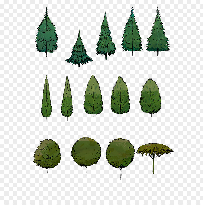 Anadolu University Spruce Biome Leaf PNG
