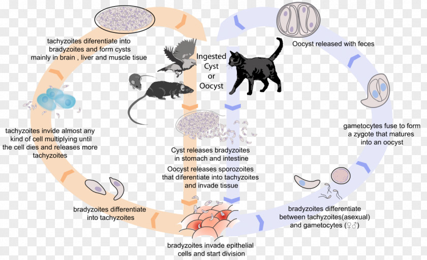 Cycle Toxoplasma Gondii Cat Toxoplasmosis Felidae Biological Life PNG
