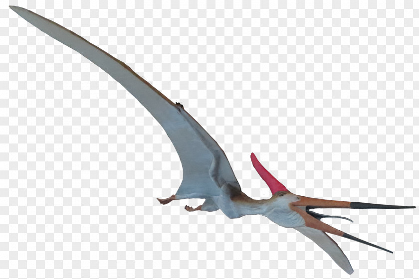 Dinosaur Skeleton Pteranodon Mosasaurus Elasmosaurus Ichthyornis Quetzalcoatlus PNG
