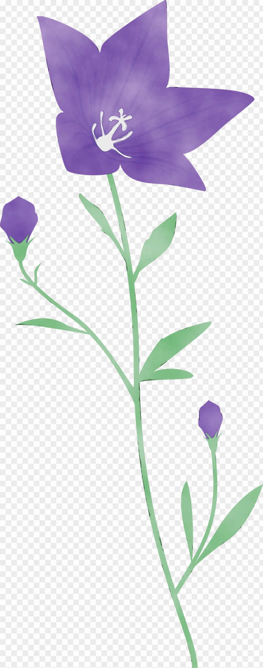 Lavender PNG