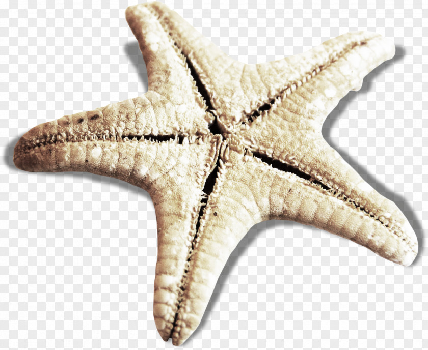 Starfish Download Dance PNG