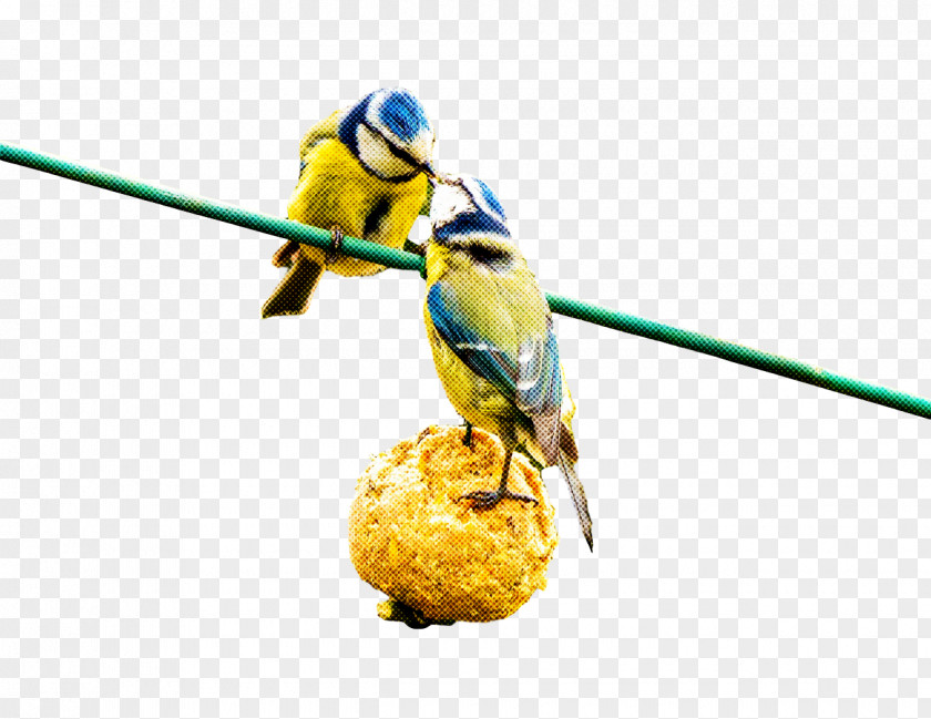 Birds Budgerigar Insect Parakeet Beak PNG