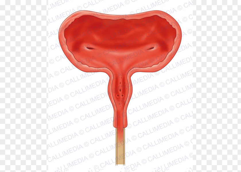 Bladder Urinary Urine Anatomy Cancer Excretory System PNG