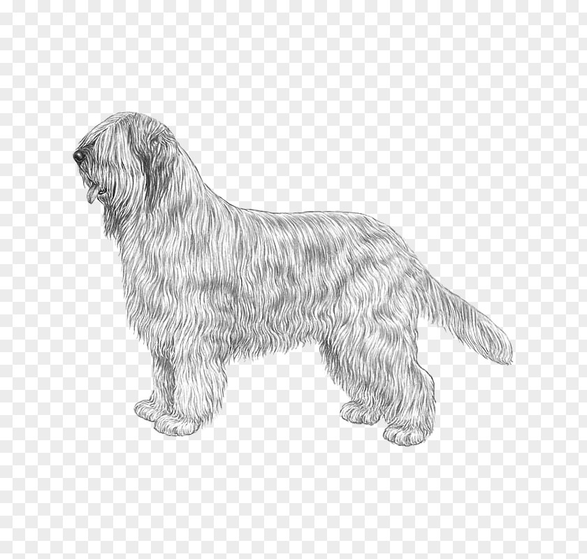 Cairn Terrier Glen Bergamasco Shepherd Briard Lagotto Romagnolo Newfoundland Dog PNG