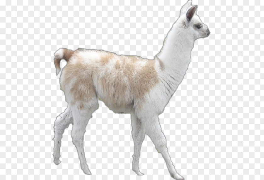 Goat Llama Alpaca Clip Art PNG