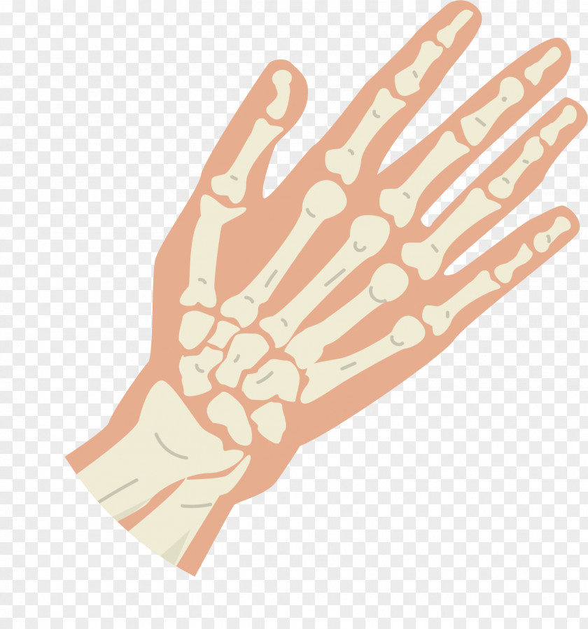Hand Skeleton Structure Thumb Bone Knuckle PNG