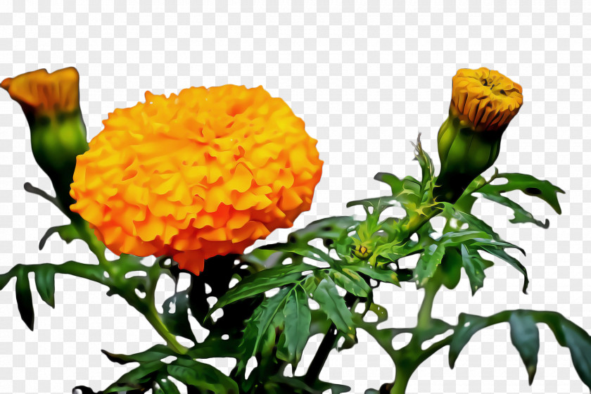 Lantana Tagetes Patula Flowers Background PNG