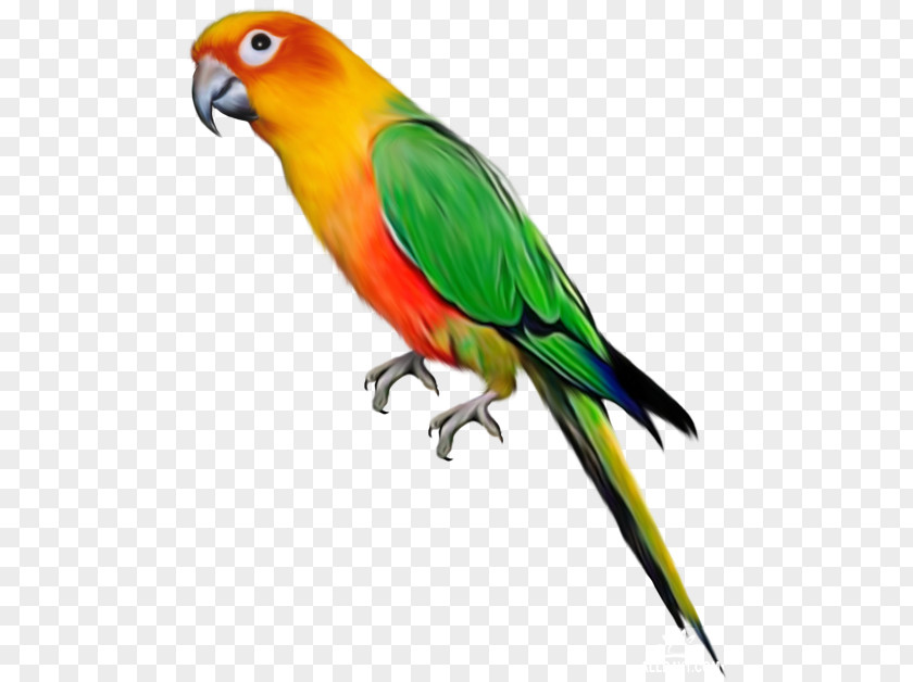 Parrot Lovebird Budgerigar Clip Art PNG