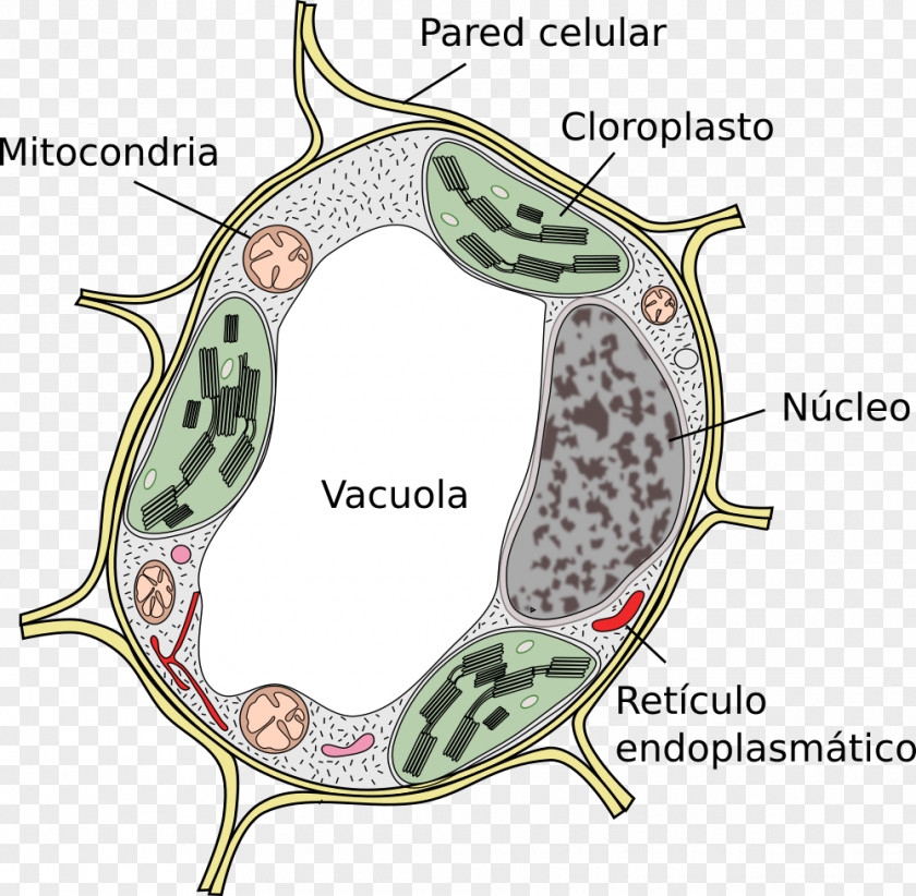 Plant Cell Vacuole Cèl·lula Eucariota PNG