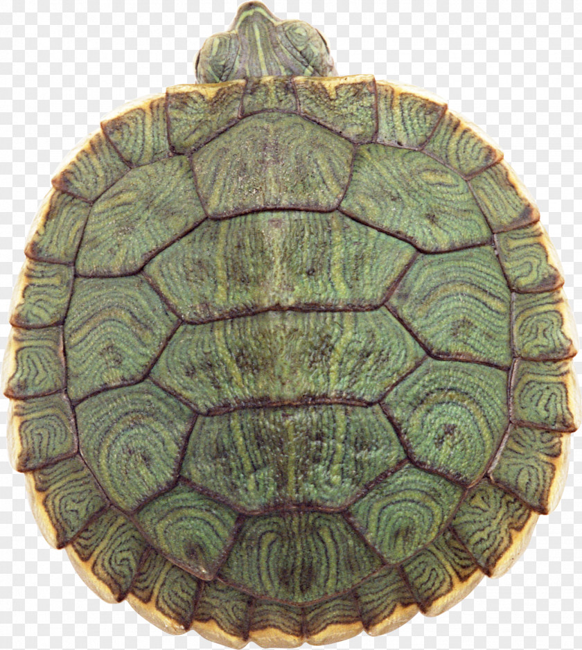 Turtle Yellow-headed Box Reptile Red-eared Slider Chinese PNG