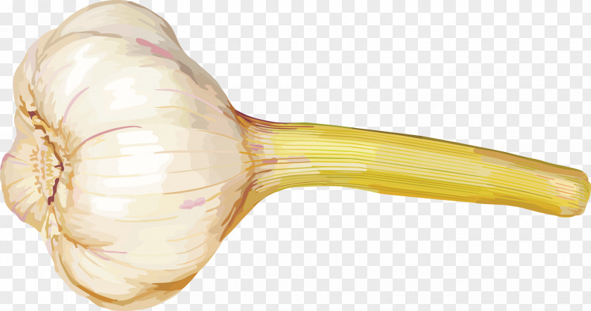 Vector Garlic With A Pole. Vegetable Clip Art PNG