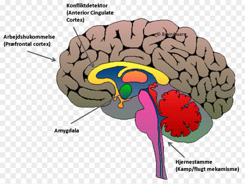 Brain Triune Amygdala Ventromedial Prefrontal Cortex PNG