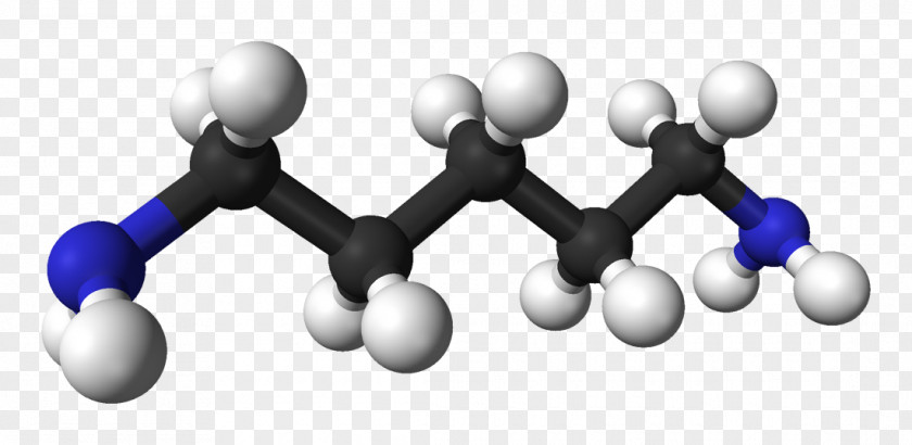 KÃ¶nig Ludwig Cadaverine Molecule Diamine Putrescine PNG