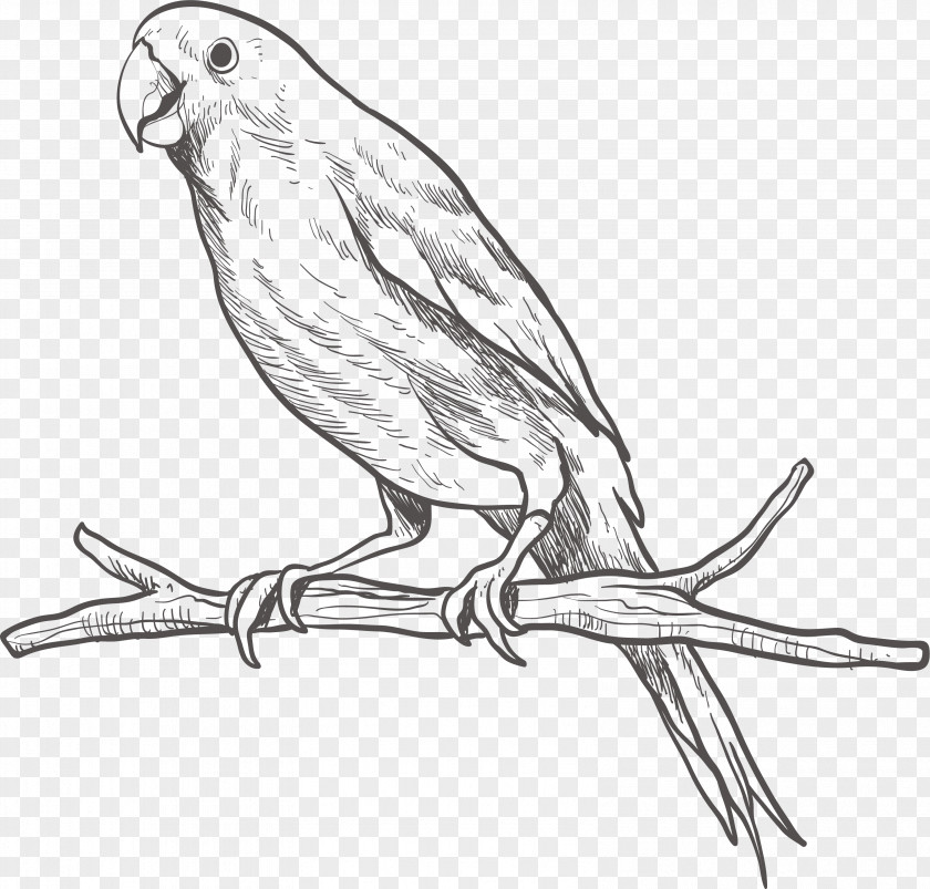 Parrot On A Branch Bird Parakeet Sketch PNG