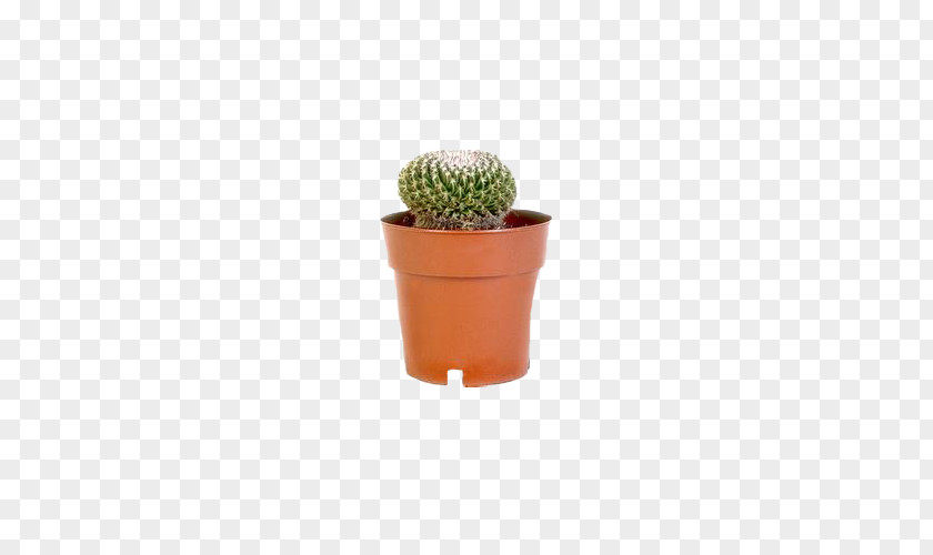 Potted Cactus Cactaceae Barbary Fig Flowerpot PNG