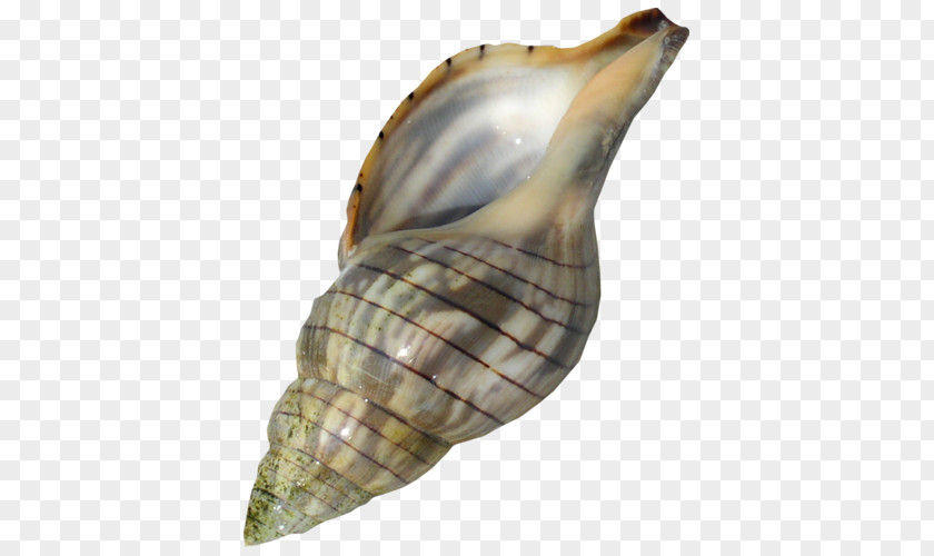 A Conch Sea Snail Lymnaeidae PNG