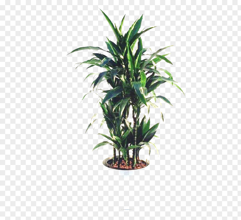 Arecaceae Flowerpot Houseplant Tree PNG