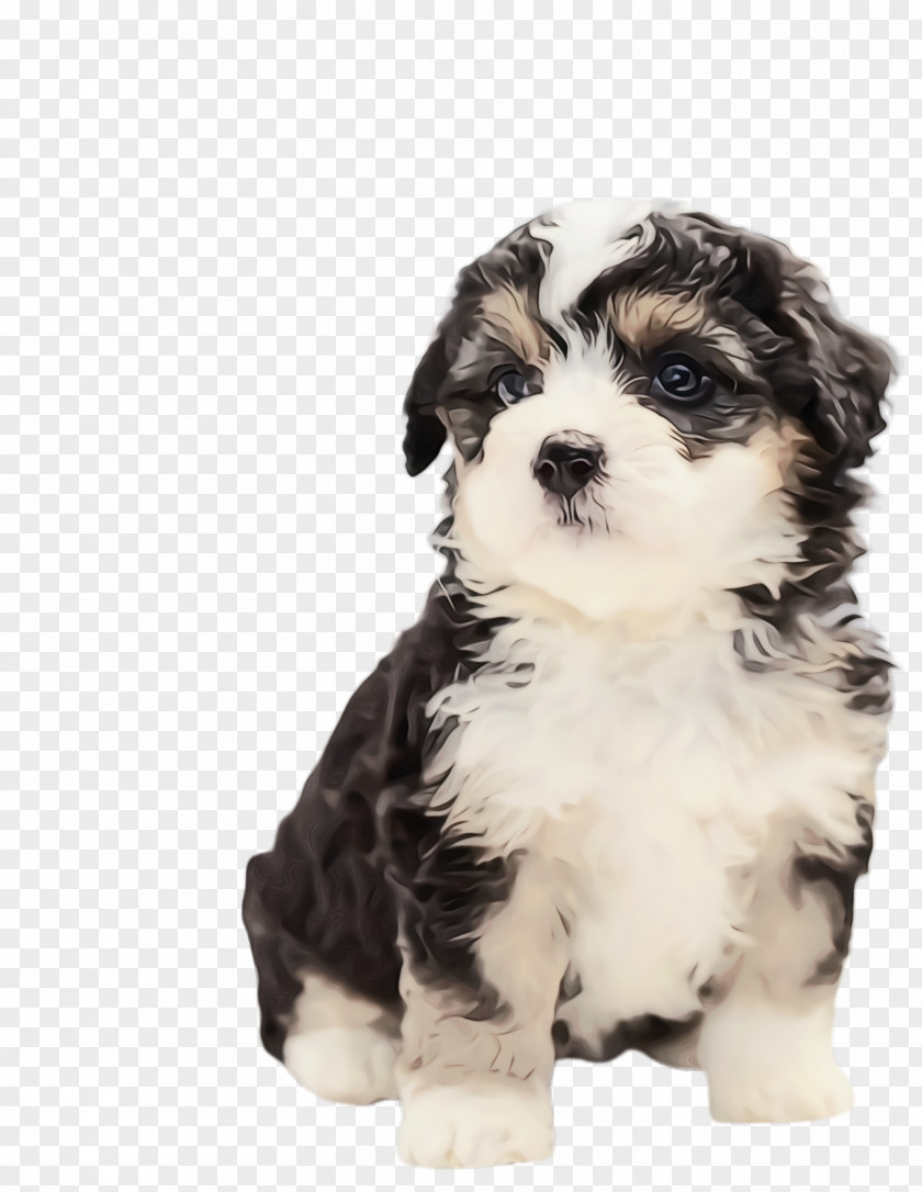 Cavachon Bichon Cute Dog PNG