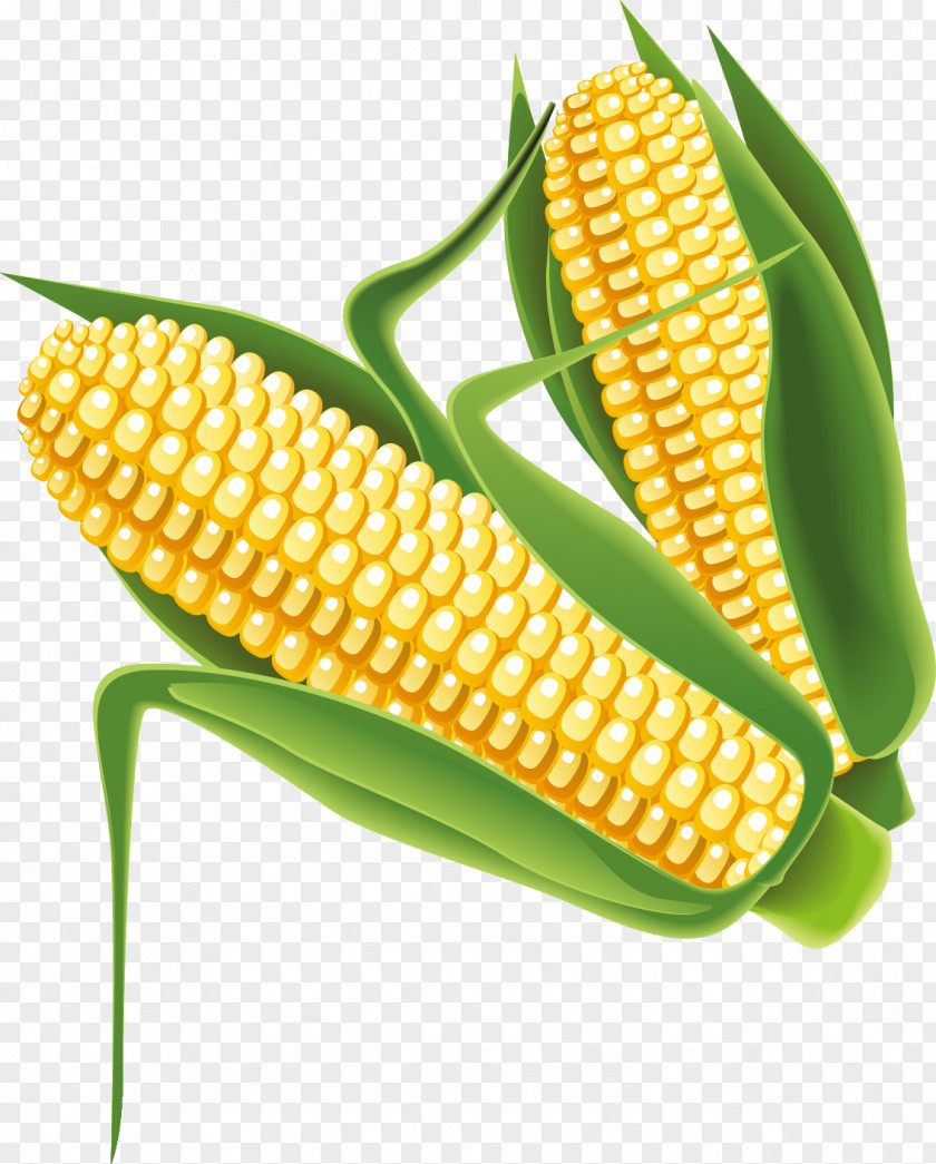 Corn Vector Maize PNG