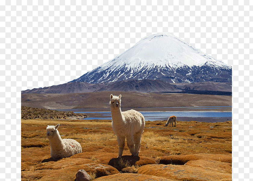 Famous Andes In South America Lauca National Park Torres Del Paine Argentina Salar De Surire Alpaca PNG