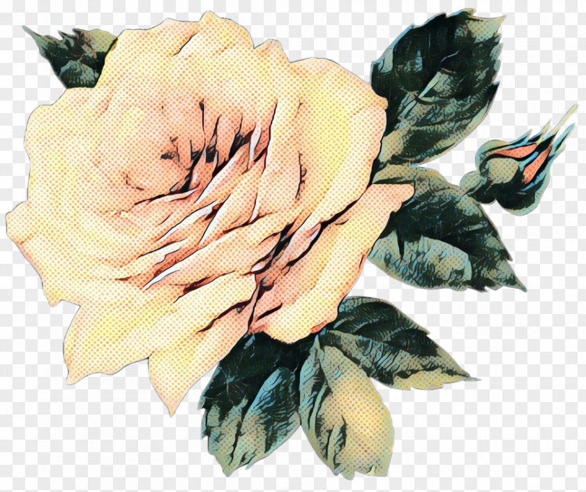 Garden Roses YOSEMITE Album Music Cabbage Rose PNG