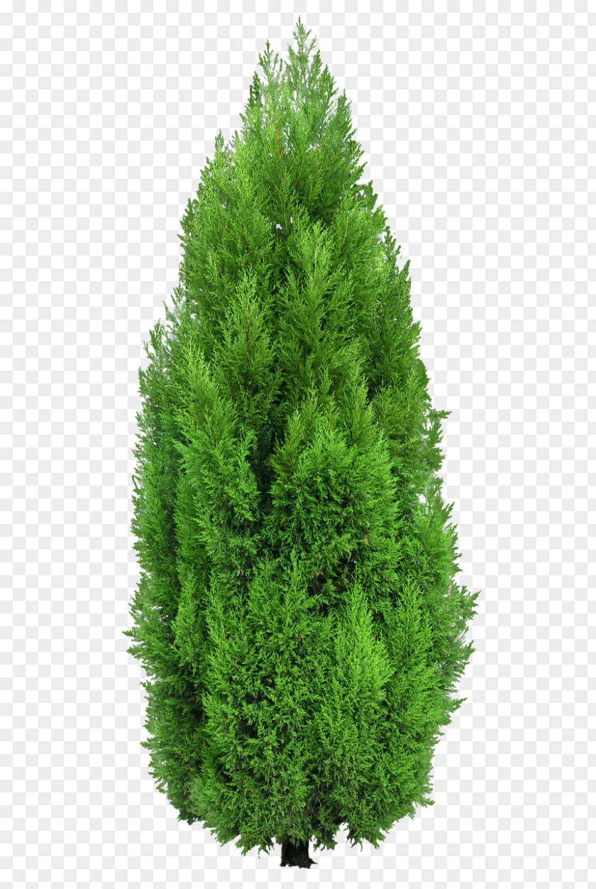 Gardening Mediterranean Cypress Pine Tree Clip Art PNG