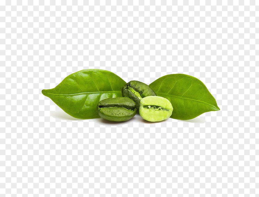 Coffee Green Extract Bean Espresso PNG