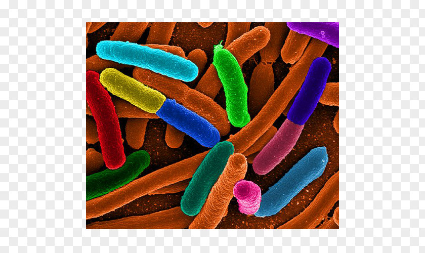 Coli 2011 Germany E. O104:H4 Outbreak Bacteria Escherichia Infections Shigatoxigenic And Verotoxigenic PNG
