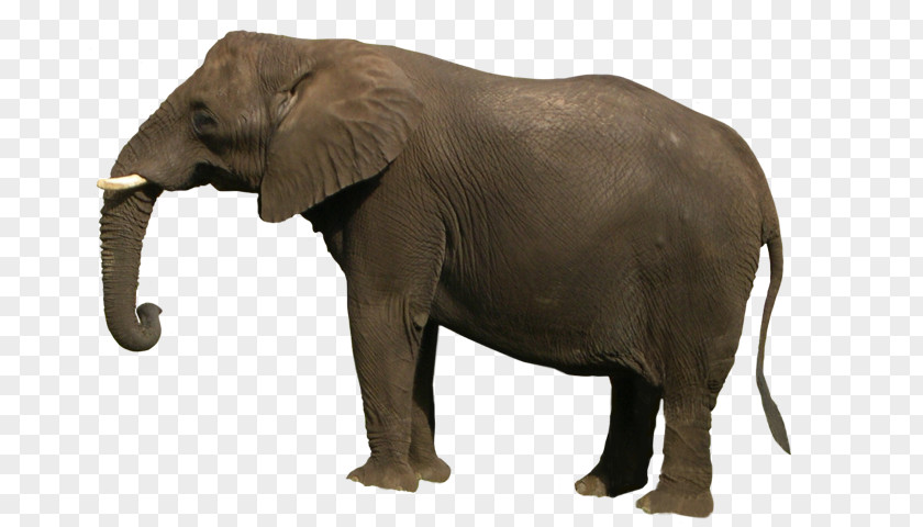 Elephant Asian African Bush Clip Art PNG