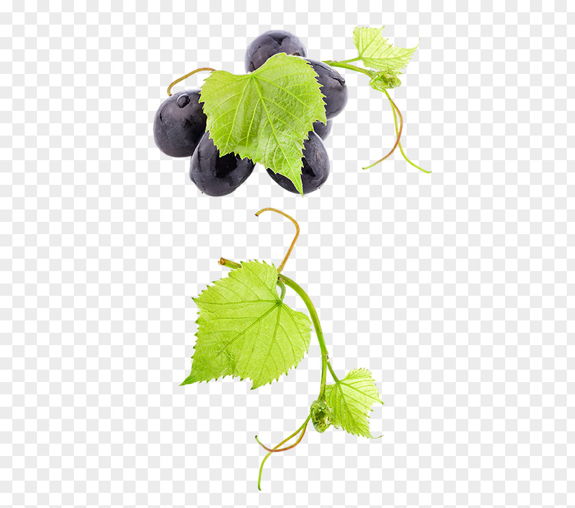Grapes And Grape Leaves Common Vine Wine Fruit PNG