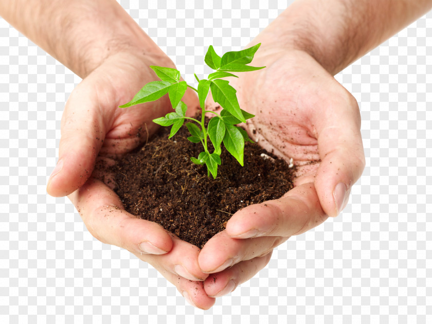 Holding Plant Soil Seedling Sprouting Stock Photography Bud PNG