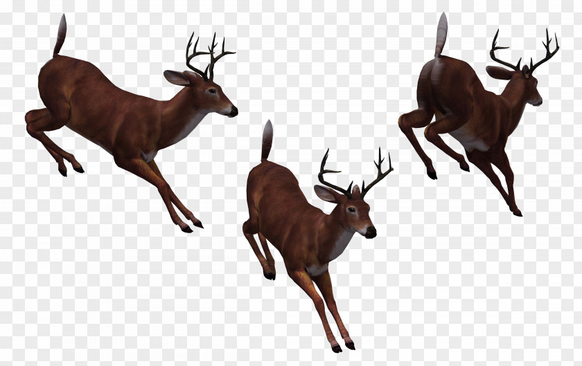 Horse Cartoon Pictures Reindeer PNG