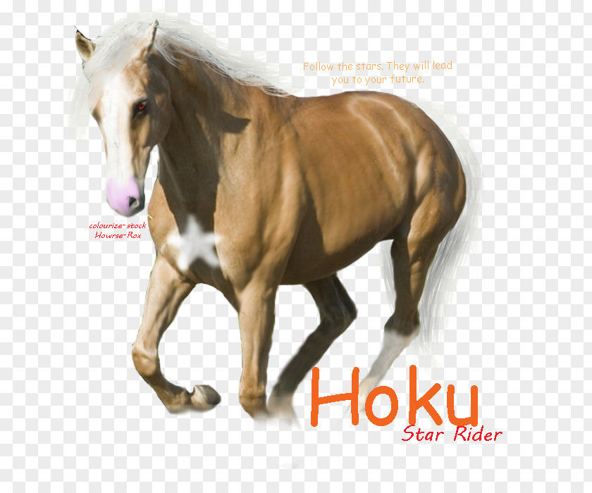 Mustang Stallion Mare Halter Freikörperkultur PNG