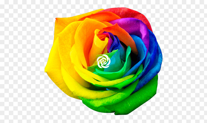 Rainbow Rose Royalty-free Stock Photography Flower PNG
