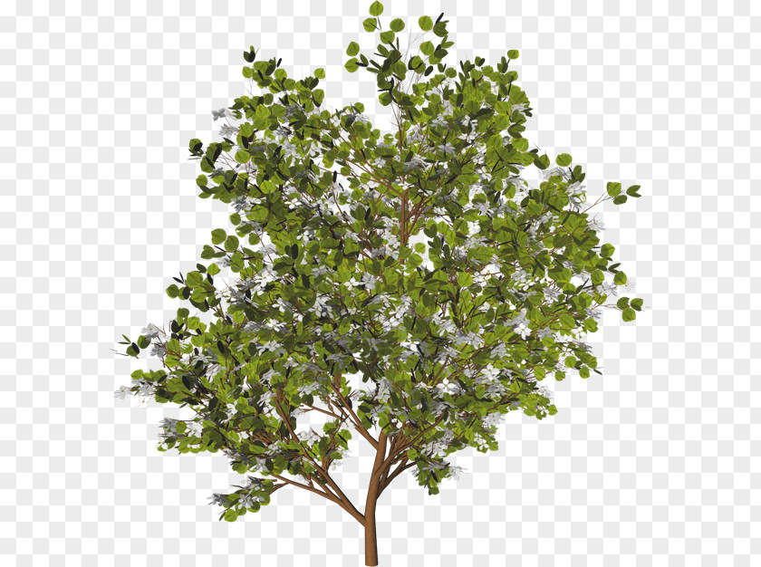 Tree Branch Evergreen Shrub Clip Art PNG