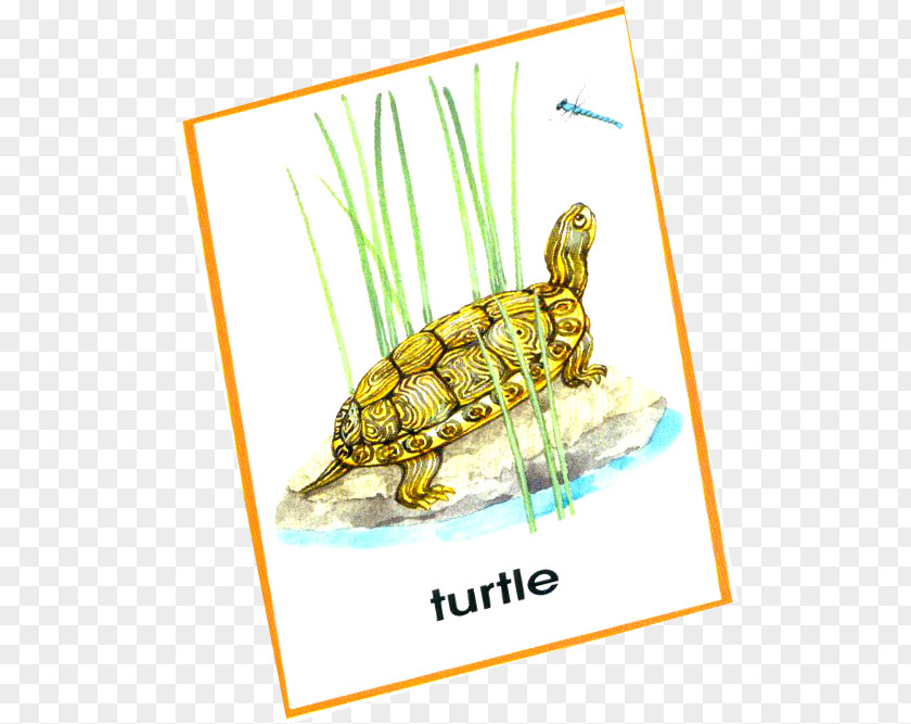 Turtle Running Tortoise PNG