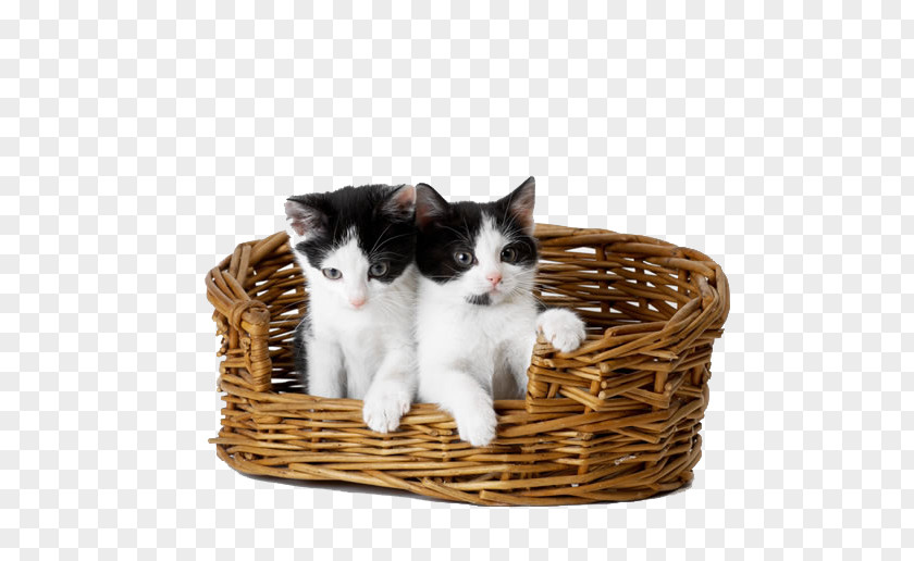 Bamboo Basket Cat Kitten Puppy Dog Felidae PNG