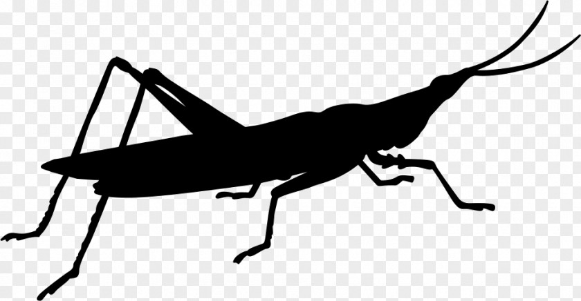 Bug Silhouette Insect Animal Grasshopper Caelifera Cricket Locust Beetle PNG