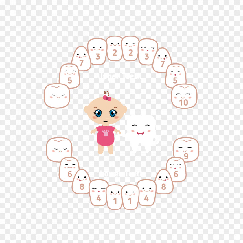 Cartoon Baby Teeth Tooth Animation Drawing PNG
