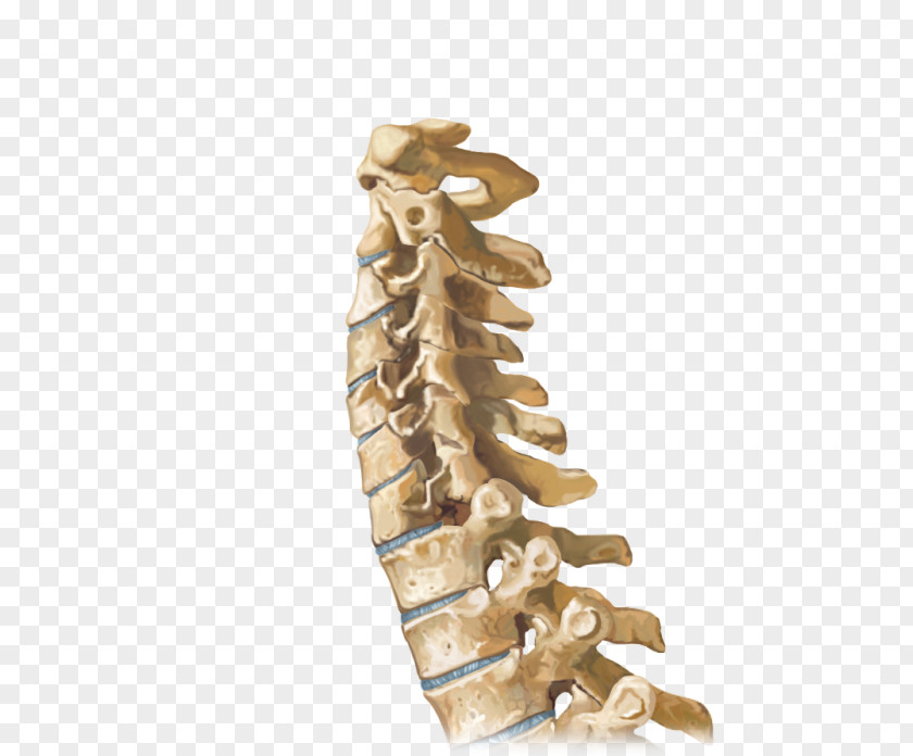 Cervical Vertebrae Vertebral Column Sagittal Plane Joint Manipulation Spinal Cord PNG